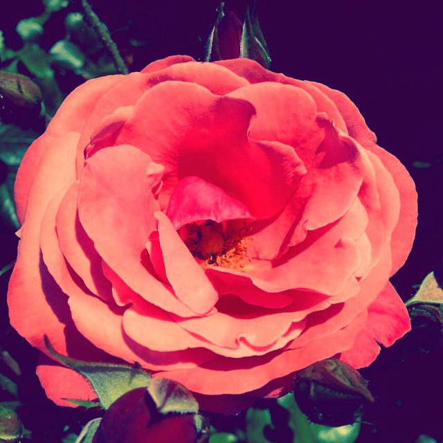 Coral rose, rose garden, secretgardenhome