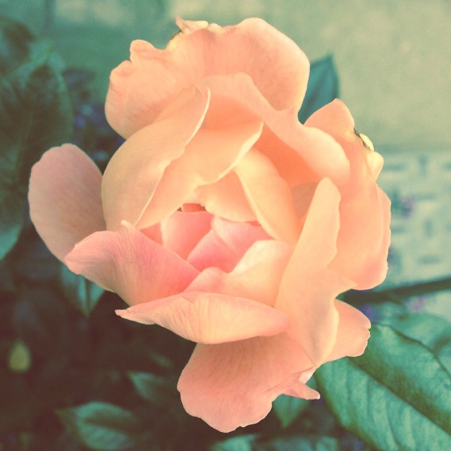 Orange rose, rose garden, secretgardenhome